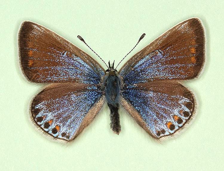Polyommatus icarus female (aberrant form casanensis) (Internet Image property of respective owner, non-commercial use only)